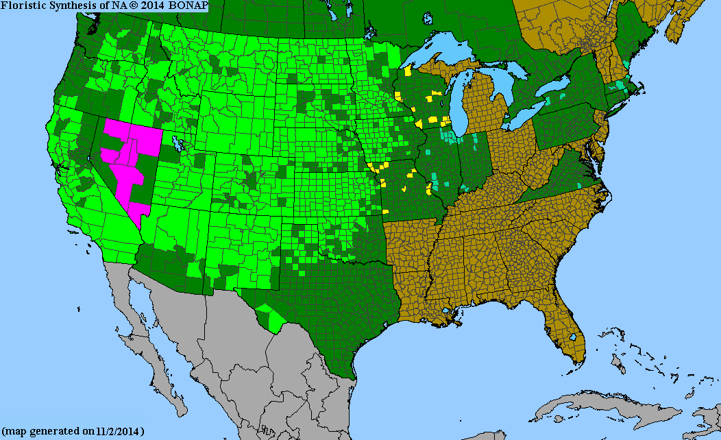 County distribution map of Glycyrrhiza lepidota - American Licorice